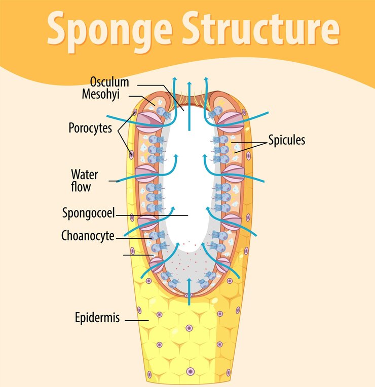 Sponge Diagram